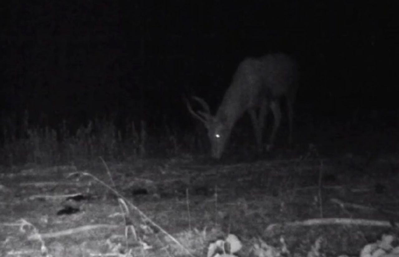 Bolu'da yaban hayatı fotokapanlara yansıdı - Sayfa 3