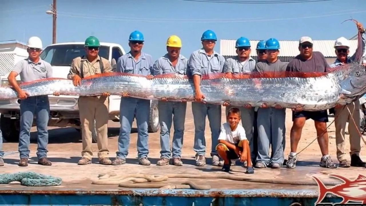 Nadir Görülen Ve Kıyamet Habercisi Olarak Bilinen Kürek Balığı Kıyıya Vurdu! - Sayfa 4