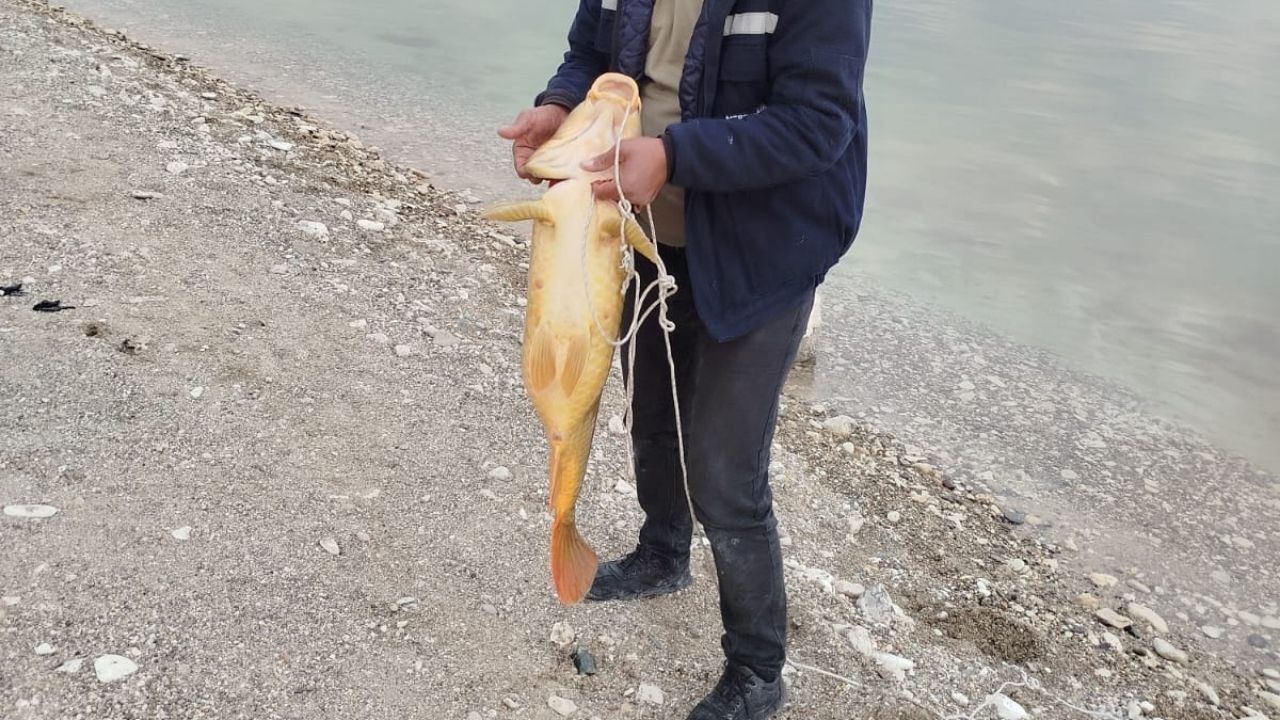 21 kiloluk sazan yakaladı: Mutluluğu tebessüm ettirdi