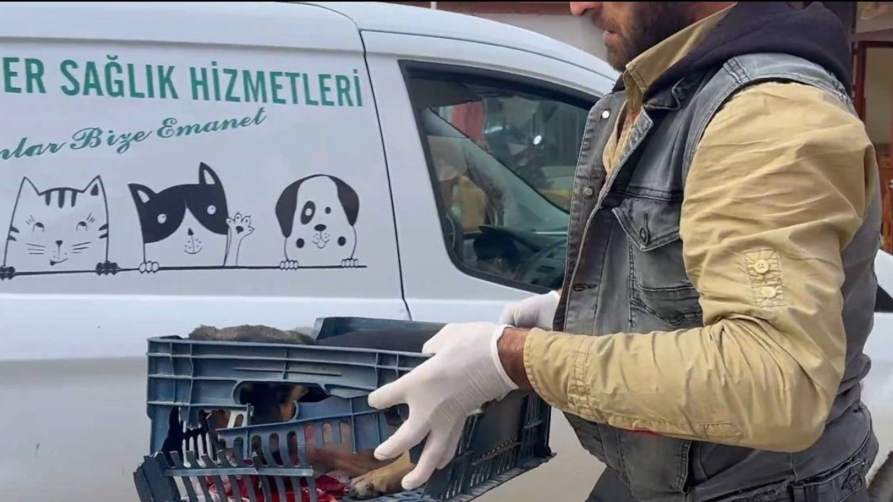 Duyarsız sürücünün çarptığı köpeğe zabıta ekipleri sahip çıktı