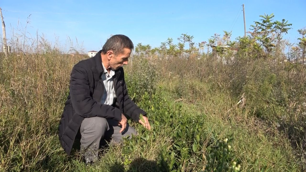 İlçede 20 çeşit tıbbi bitki kurutulup ihraç ediliyor - Sayfa 6