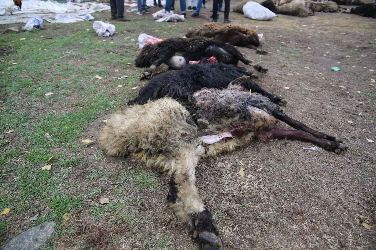 Kurtların Saldırdığı Koyun Sürüsü Telef Oldu: 50 Koyun Kaybedildi - Sayfa 6