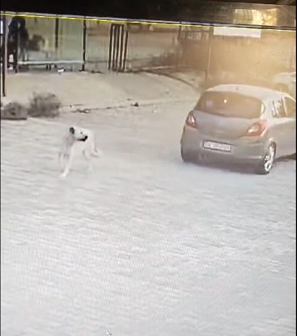 Bodrum'da Otoparkta Yatan Köpeğe Araçla Kasten Çarpma Anı Kamerada - Sayfa 1