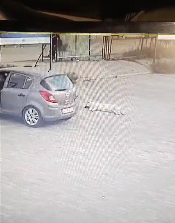 Bodrum'da Otoparkta Yatan Köpeğe Araçla Kasten Çarpma Anı Kamerada - Sayfa 2