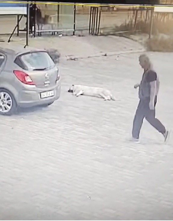 Bodrum'da Otoparkta Yatan Köpeğe Araçla Kasten Çarpma Anı Kamerada - Sayfa 3