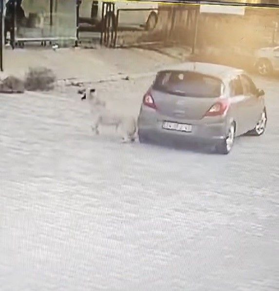 Bodrum'da Otoparkta Yatan Köpeğe Araçla Kasten Çarpma Anı Kamerada - Sayfa 4