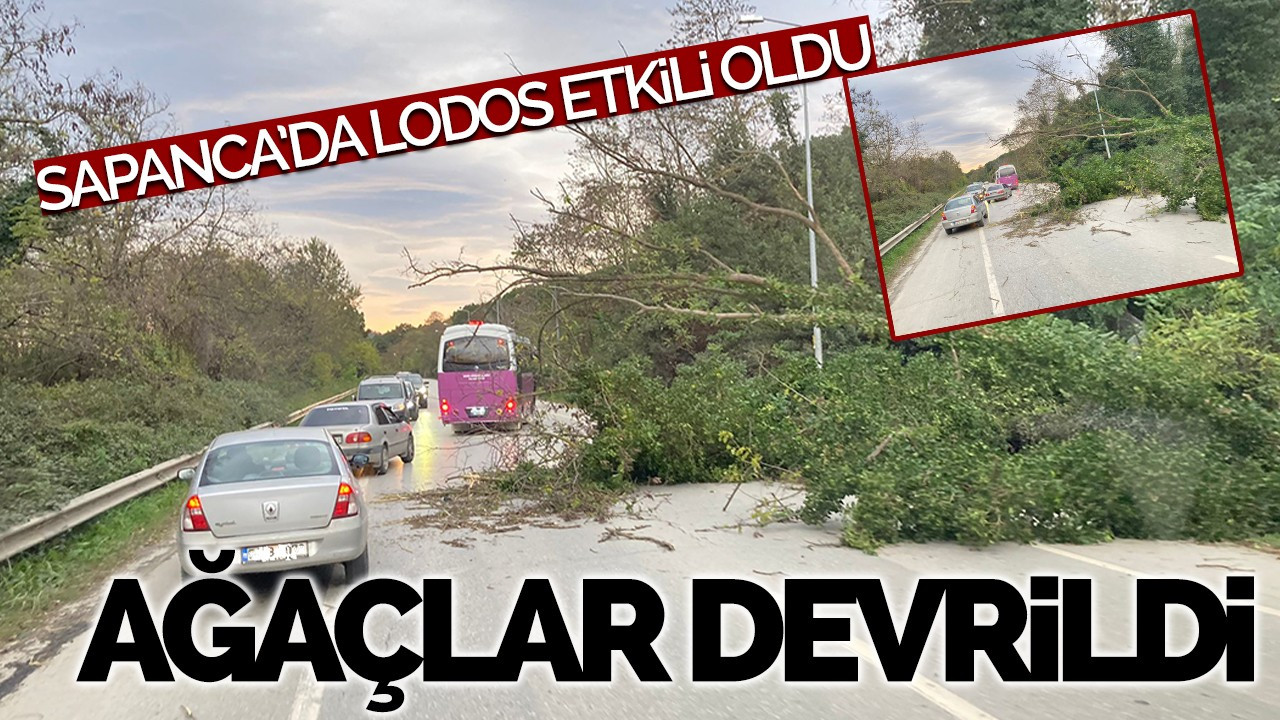 Sapanca'da lodos nedeniyle ağaçlar devrildi