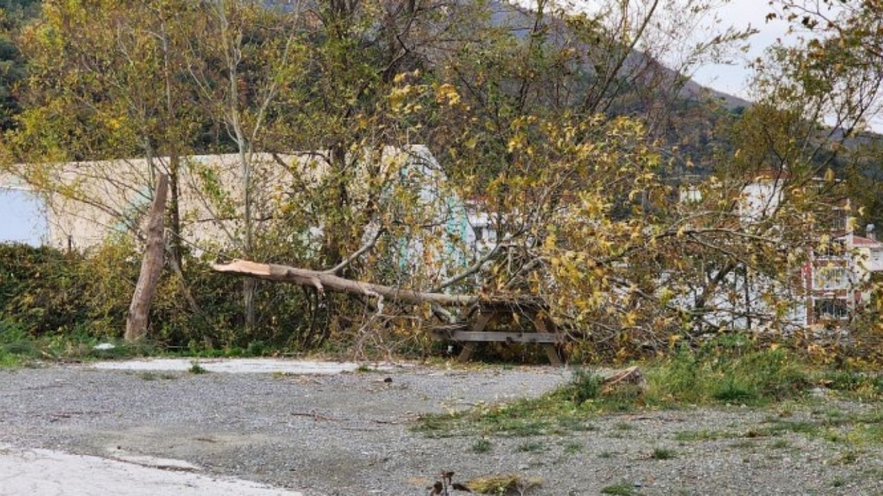 Yalova'da lodos: Ağaçlar ve telefon direkleri devrildi