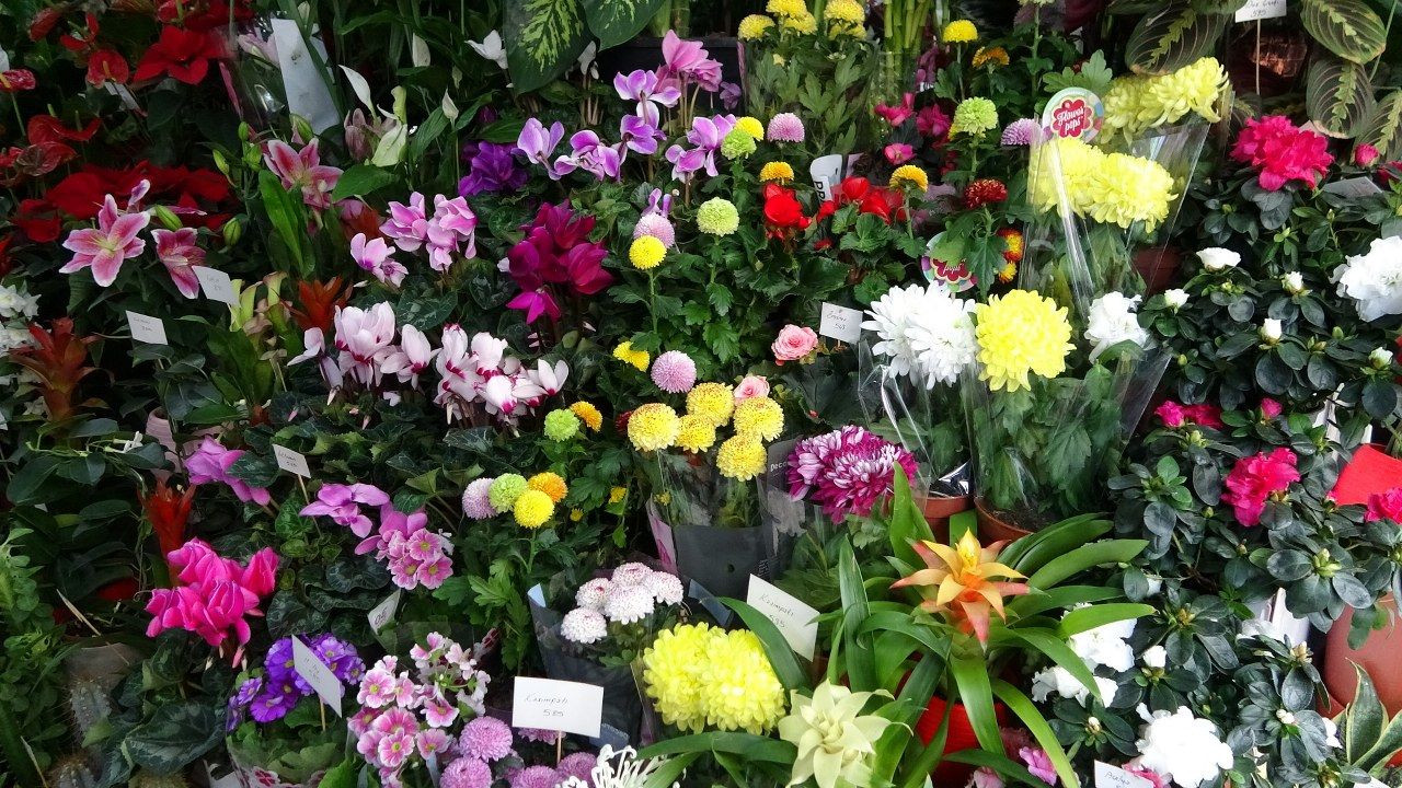 Öğretmenler Günü İçin Çiçekçilerde Yoğun Mesai - Sayfa 5