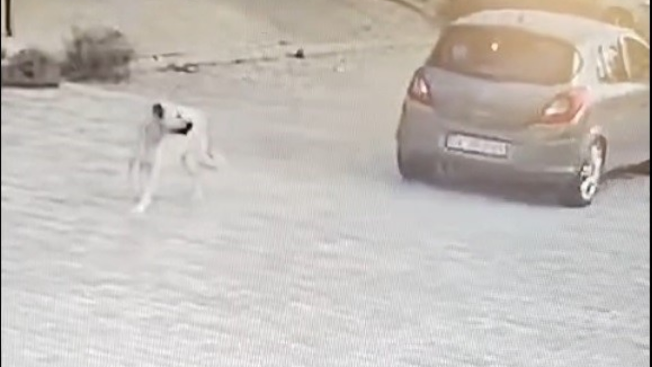 Bodrum’da Köpeği Ezen Sürücü Serbest Bırakıldı