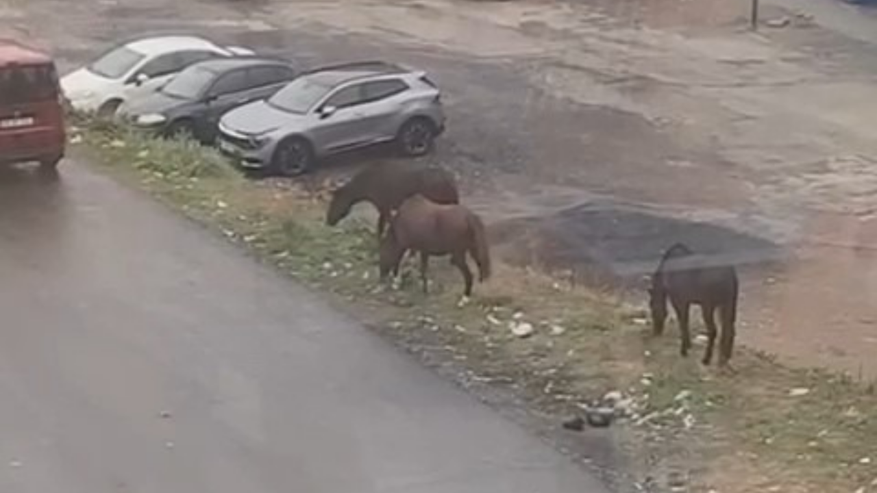 Tekirdağ'da sokaklarda gezen başıboş atlar şaşkınlığa sebep oldu