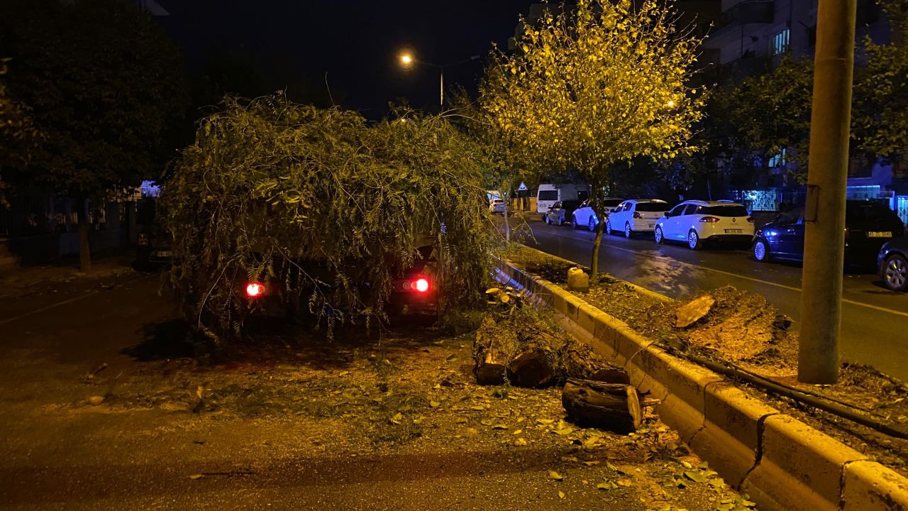 Devrilen ağaç yolu trafiğe kapattı - Sayfa 2