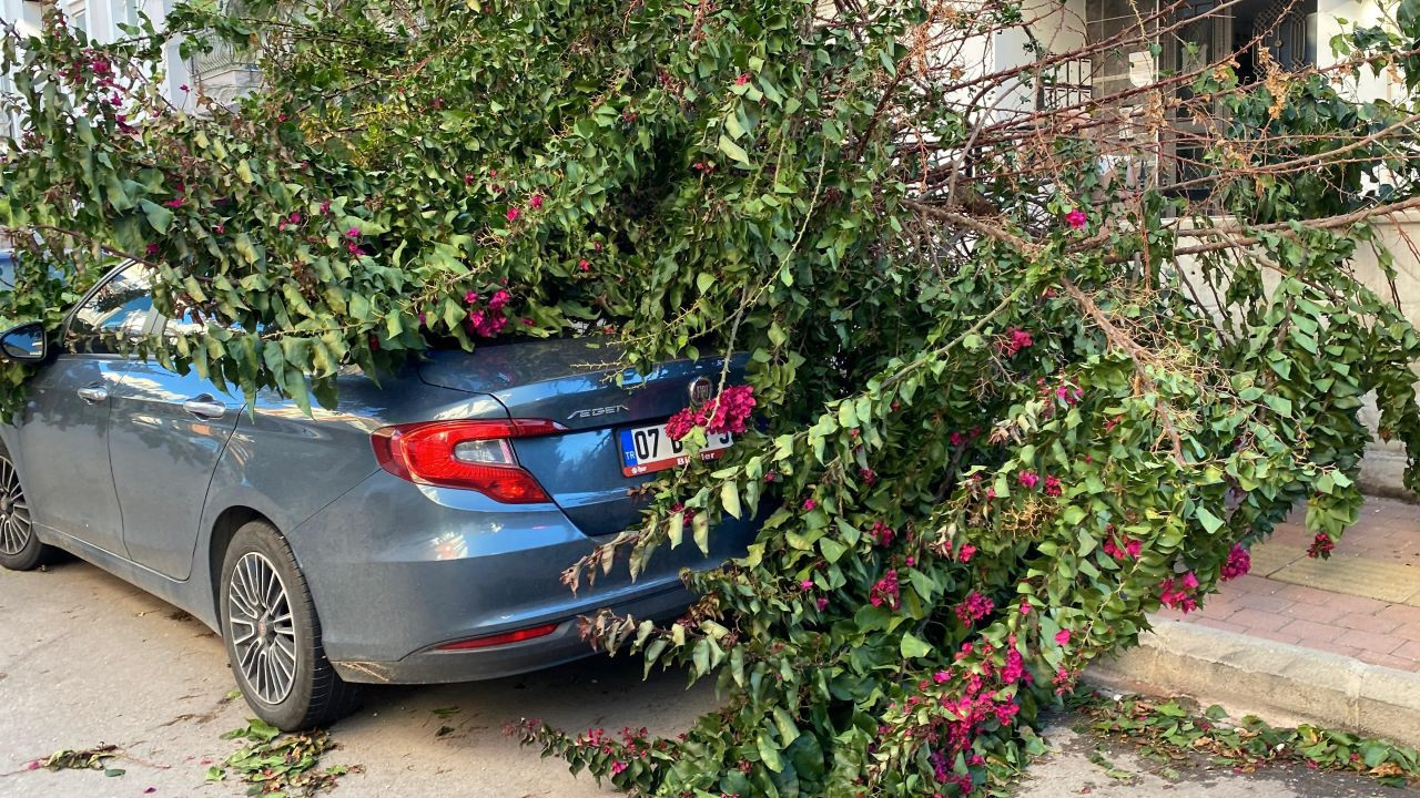 Antalya'da fırtınaya dayanamayan ağaç park halindeki aracın üzerine devrildi - Sayfa 3