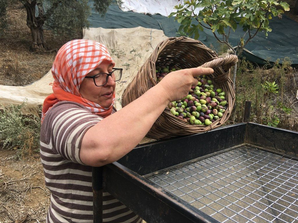 3 bin liraya günlük çalışacak zeytin işçisi bulunamıyor - Sayfa 2