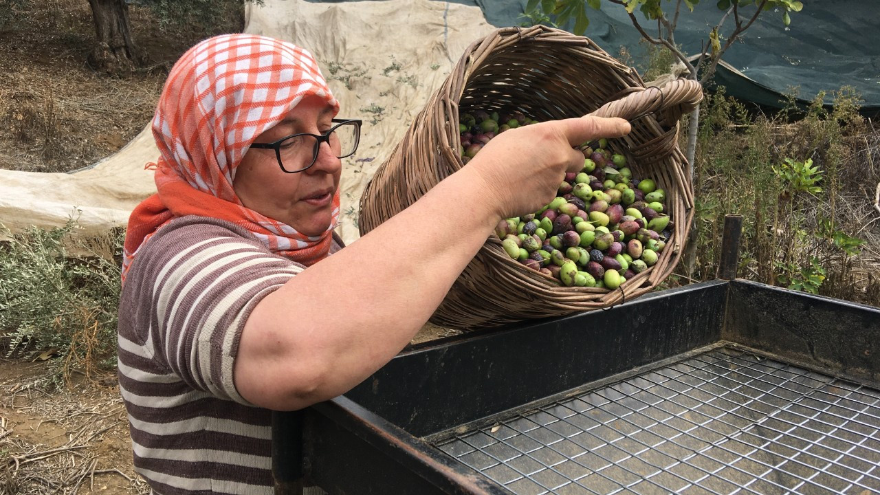 3 bin liraya günlük çalışacak zeytin işçisi bulunamıyor