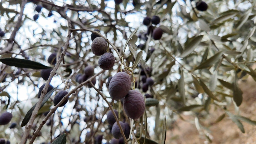 3 bin liraya günlük çalışacak zeytin işçisi bulunamıyor - Sayfa 3