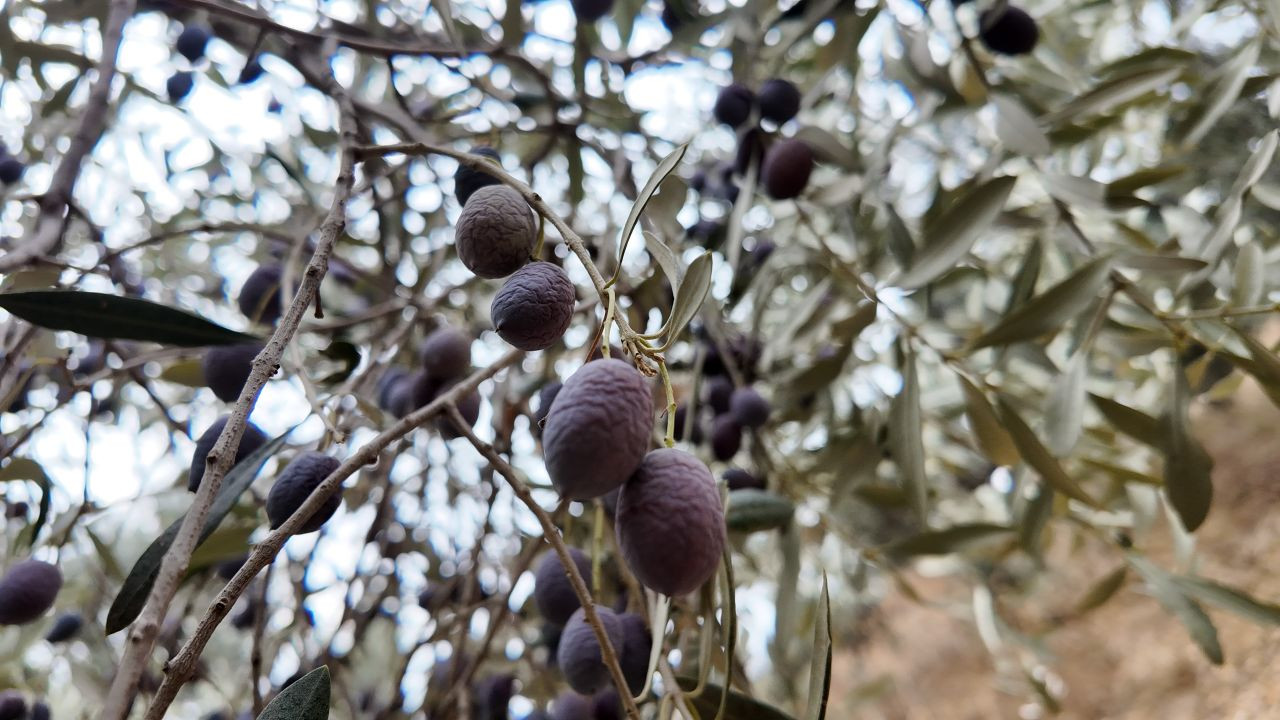 3 bin liraya günlük çalışacak zeytin işçisi bulunamıyor - Sayfa 1