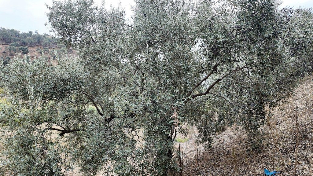 3 bin liraya günlük çalışacak zeytin işçisi bulunamıyor - Sayfa 5