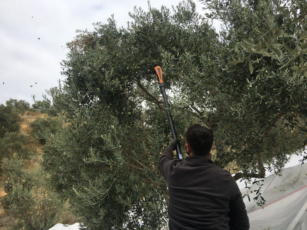 3 bin liraya günlük çalışacak zeytin işçisi bulunamıyor - Sayfa 7