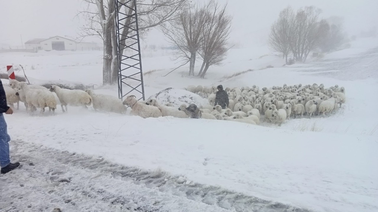 Sivas’ta Mahsur Kalan Çoban ve Sürüsü Kurtarıldı