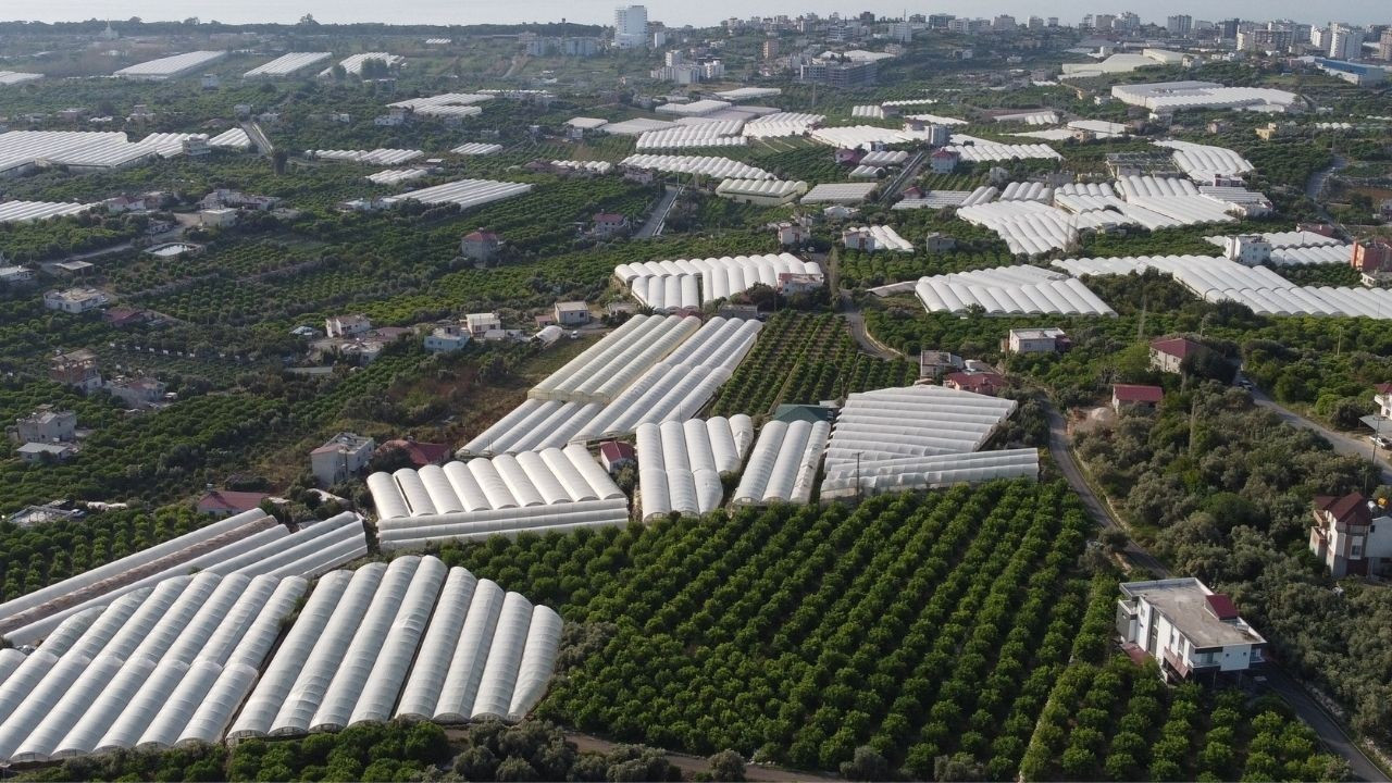 Örtü Altında Yetiştirilen Salatalık Üreticisinin Yüzünü Güldürdü