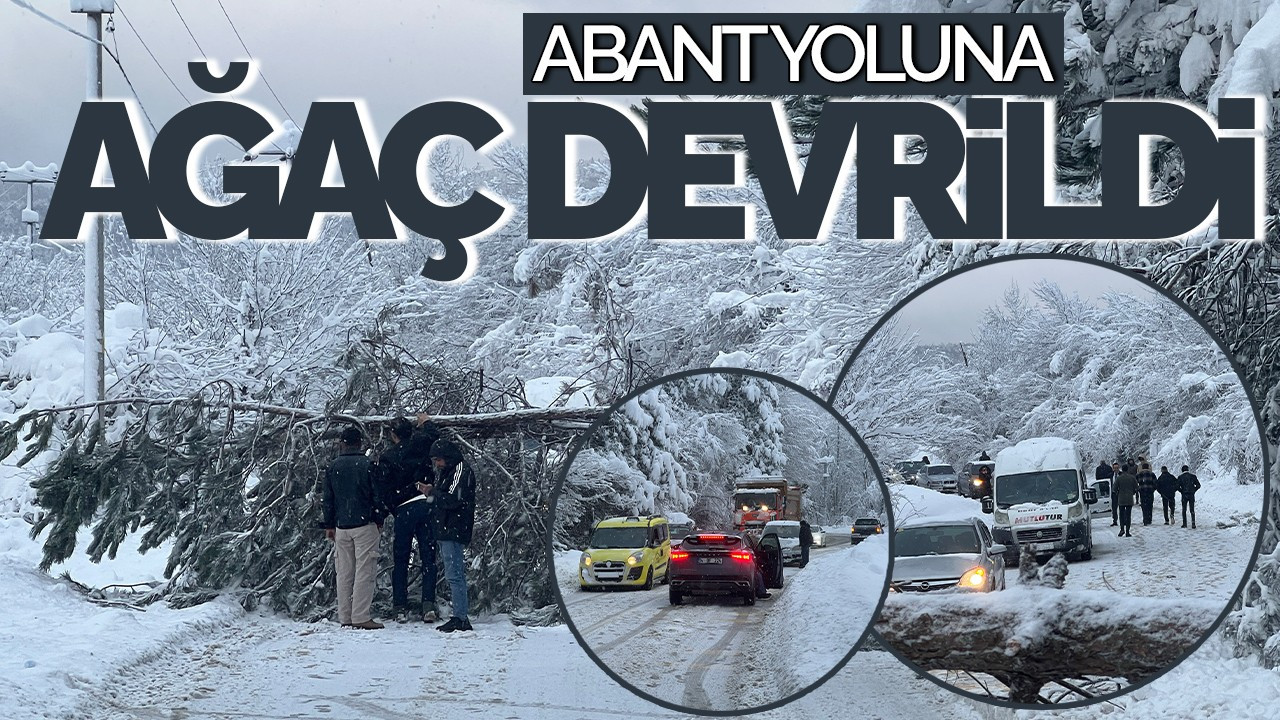 Abant Yoluna Ağaç Devrildi: Tatilciler 1 Saat Mahsur Kaldı