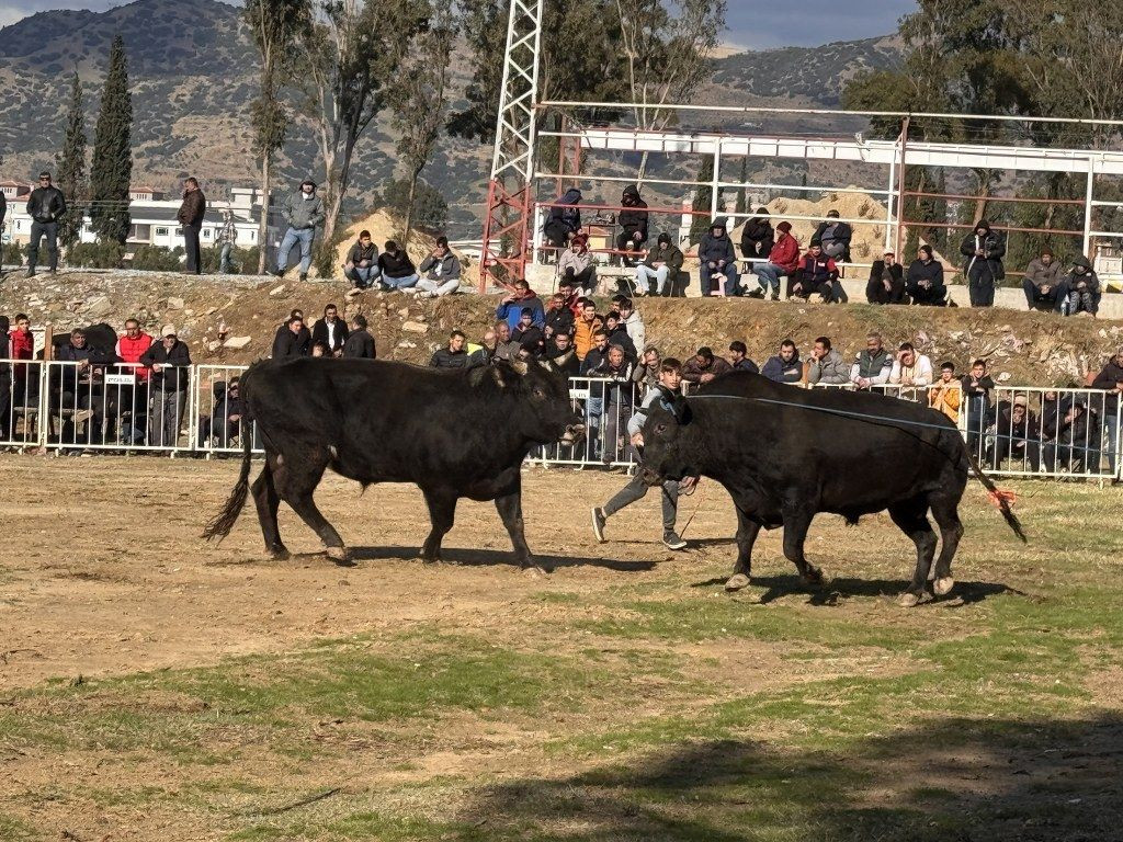 Güreşi kazanınca davul zurna eşliğinde oynadı - Sayfa 5