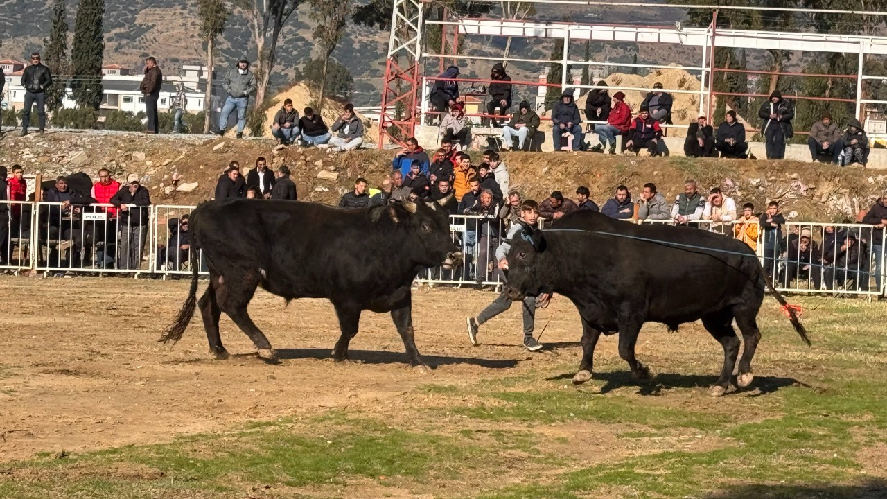 Güreşi kazanınca davul zurna eşliğinde oynadı