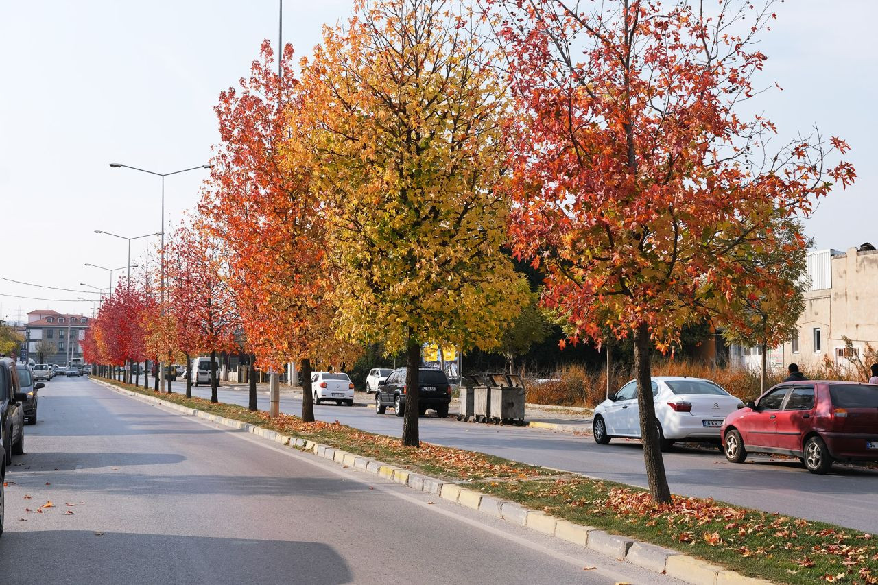 Sakarya'da Yeşil Cennet Teknolojiyle Korunuyor: 3 Boyutlu Ağaç Tomografisi Hayata Geçiyor - Sayfa 3