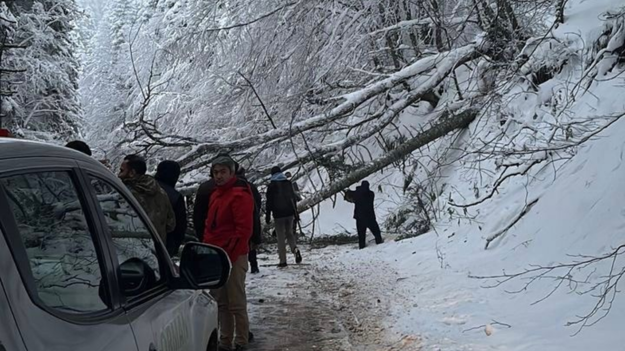 Gölcük Tabiat Parkı Yolunda Ağaçlar Tipiye Dayanamadı: Yol Kısa Süreliğine Kapandı