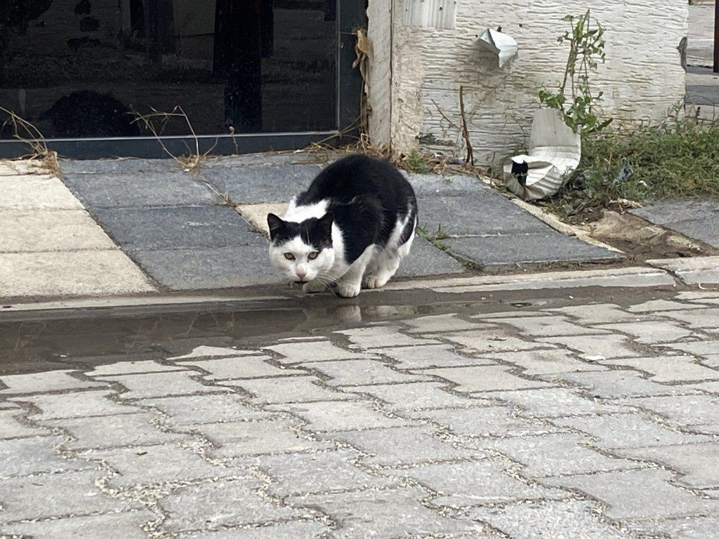 Soğuk havalarda can dostlarını unutmadılar - Sayfa 5