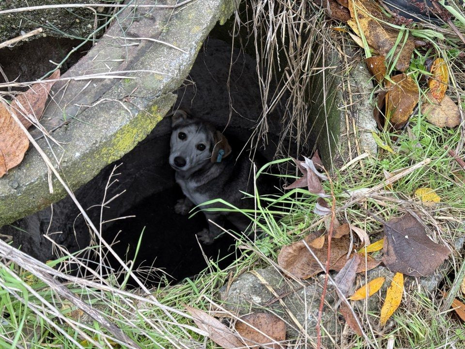 Mahsur kalan sokak köpeğini itfaiye kurtardı - Sayfa 7