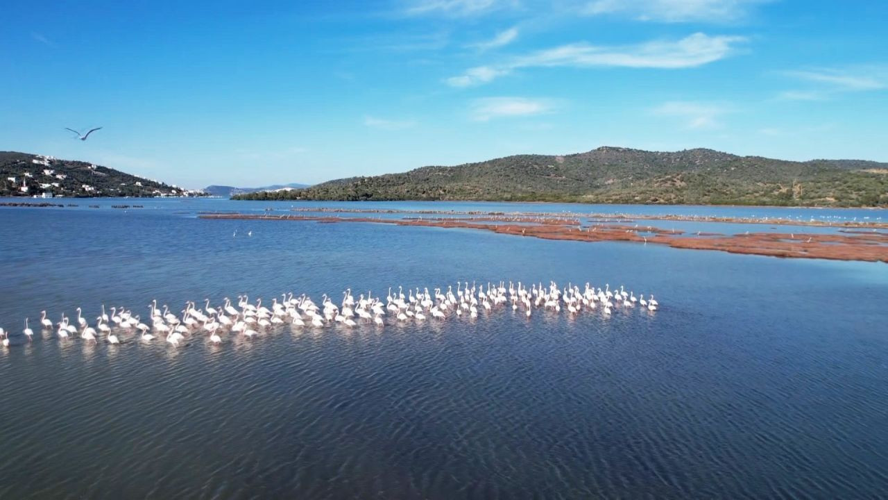 Flamingolara köpük tehdidi - Sayfa 10