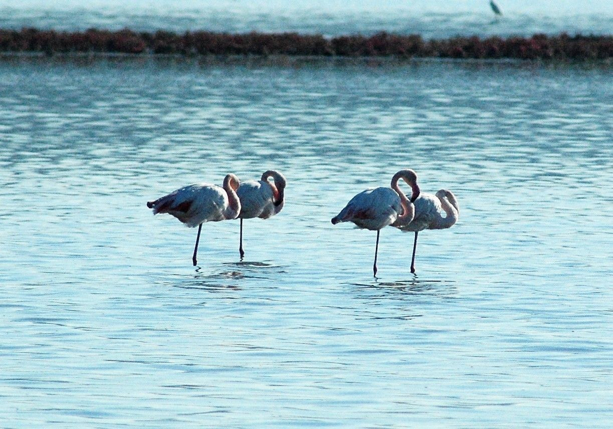 Flamingolara köpük tehdidi - Sayfa 9