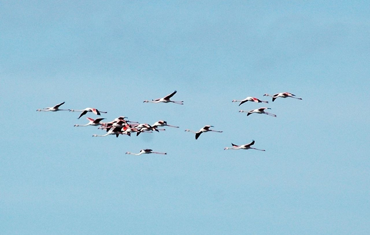 Flamingolara köpük tehdidi - Sayfa 8