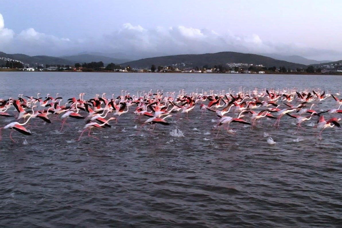 Flamingolara köpük tehdidi - Sayfa 7