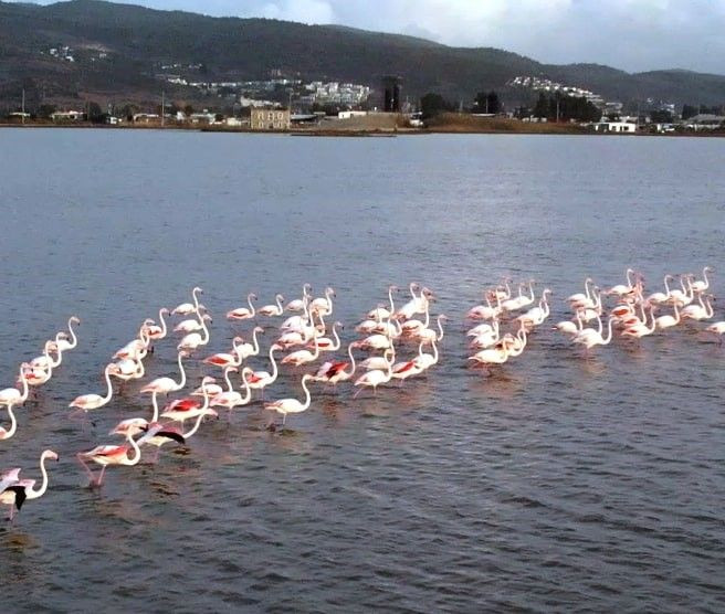 Flamingolara köpük tehdidi - Sayfa 6