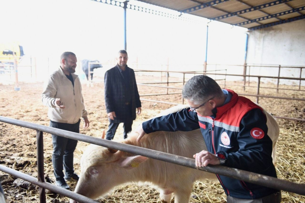 Manda yetiştiriciliği 2023 yılı itibariyle yaklaşık 6000 başa yükseldi! - Sayfa 3