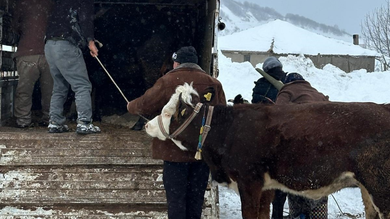 Ordu’da Yaylada Mahsur Kalan Vatandaşlar ve Hayvanları Kurtarıldı