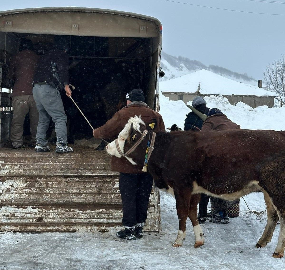 Ordu’da Yaylada Mahsur Kalan Vatandaşlar ve Hayvanları Kurtarıldı - Sayfa 1