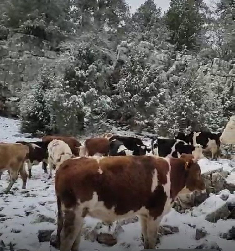 Üniversiteli çobanı ağlatan yıkım - Sayfa 9