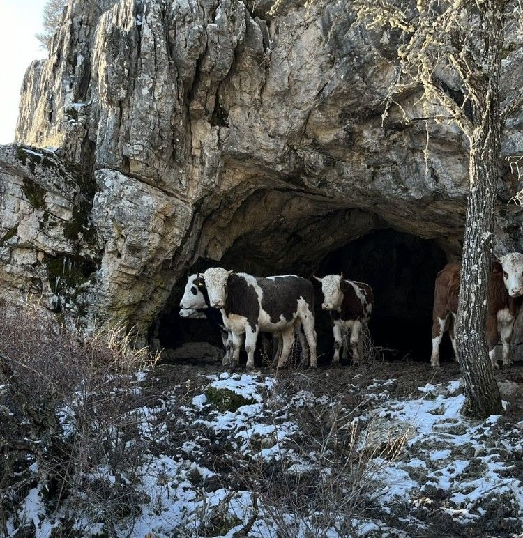 Üniversiteli çobanı ağlatan yıkım - Sayfa 8