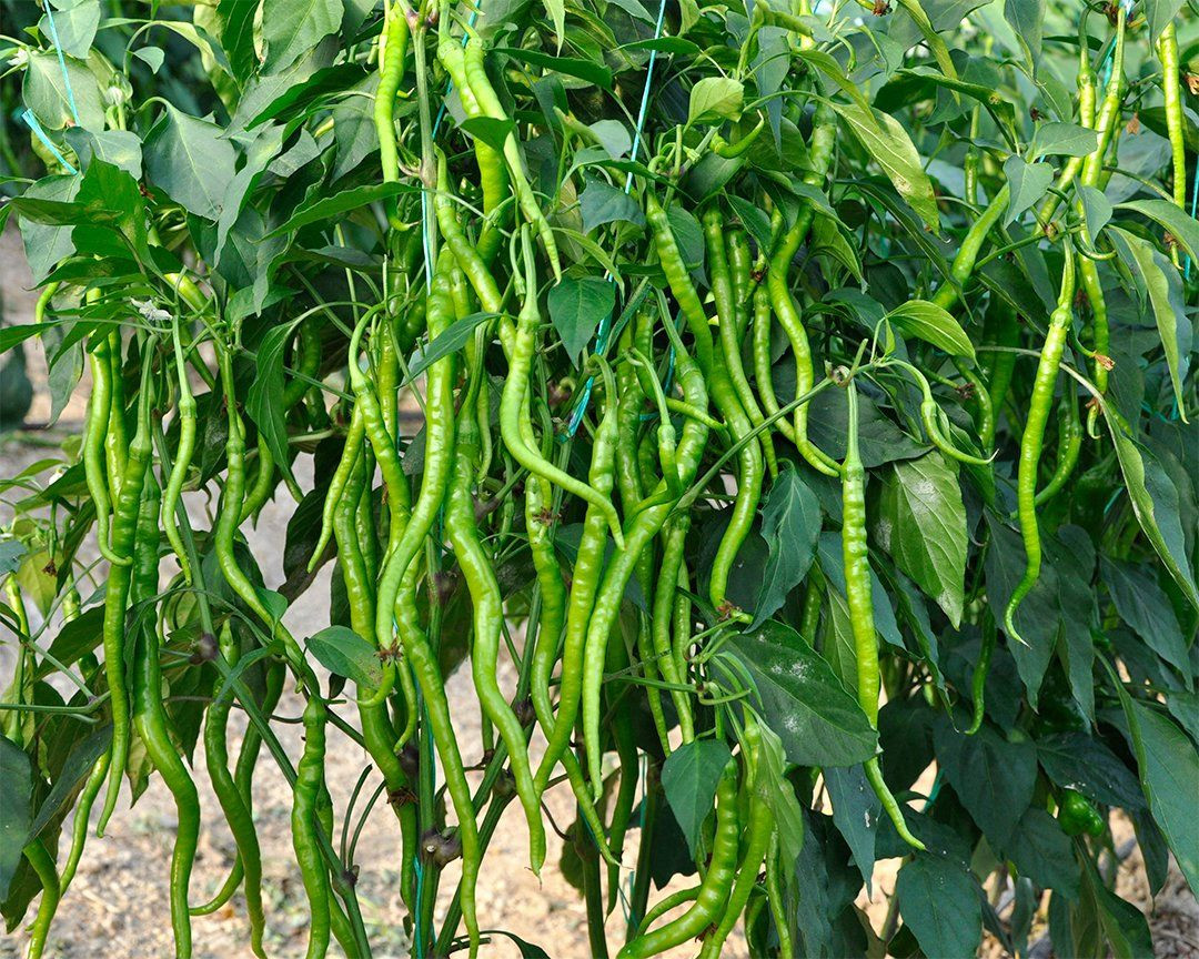 Çiftçinin Domatesi Biberi Soğanı Artık Tarlada Kalmayacak! - Sayfa 5