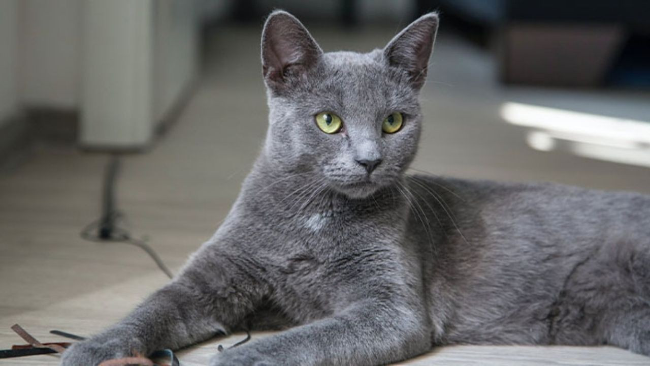 Sokağa bırakılan kediyi ofis çalışanları sahiplendi