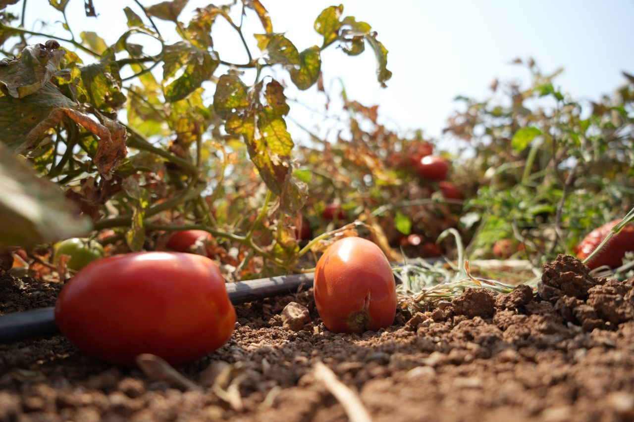Çiftçinin Domatesi Biberi Soğanı Artık Tarlada Kalmayacak! - Sayfa 3