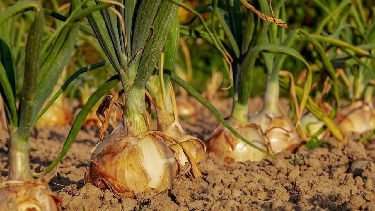Çiftçinin Domatesi Biberi Soğanı Artık Tarlada Kalmayacak!