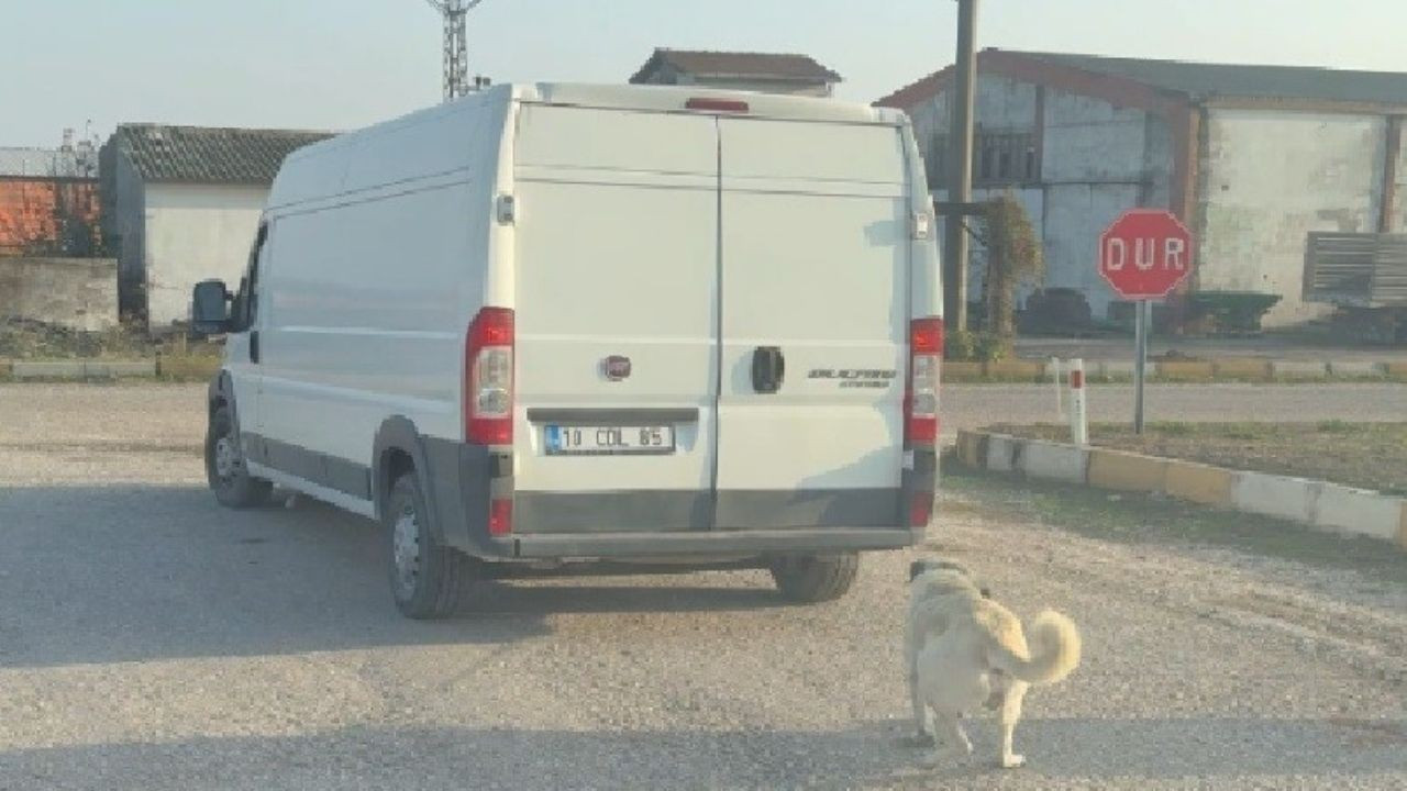 Kamyonetin arkasına bağlanarak sürüklenen köpek kurtarıldı, şahıslara cezai işlem uygulandı