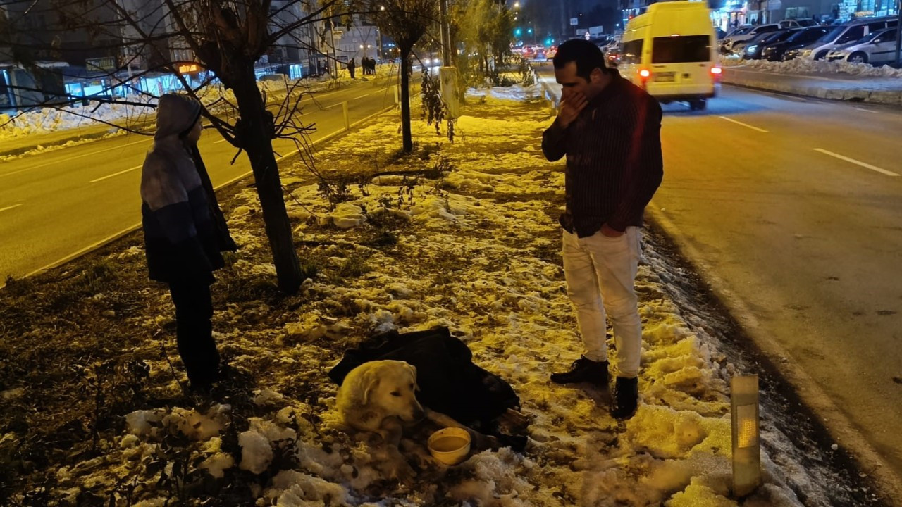 Bitlis’te Duyarlı Vatandaş Yaralı Köpeğin Hayatını Kurtardı