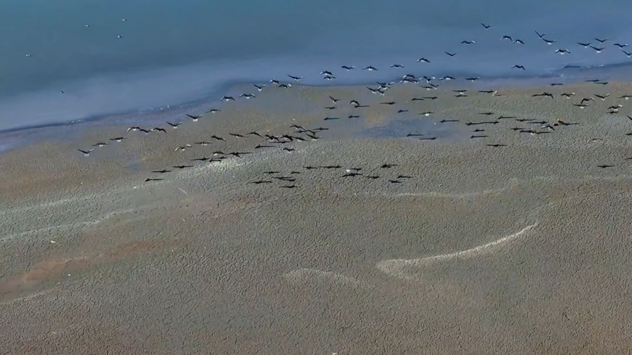 Van'da Bu Yıl Ercek Gölü Kıyısında Yaban Kazları Görsel Şölen Oluşturdu
