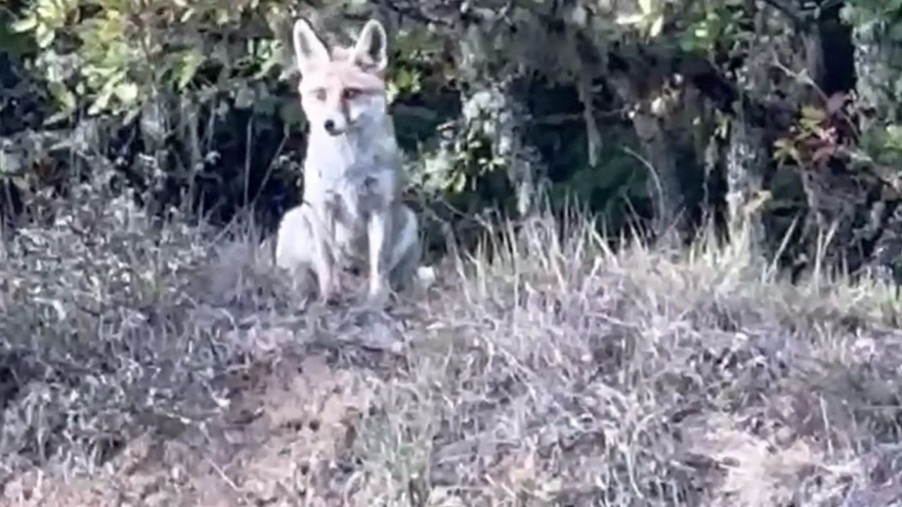 Karabük'te iki karaca ve tilki görüntülendi